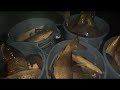 CRAZY Early Season Bowfishing Action (2,500lbs of fish)