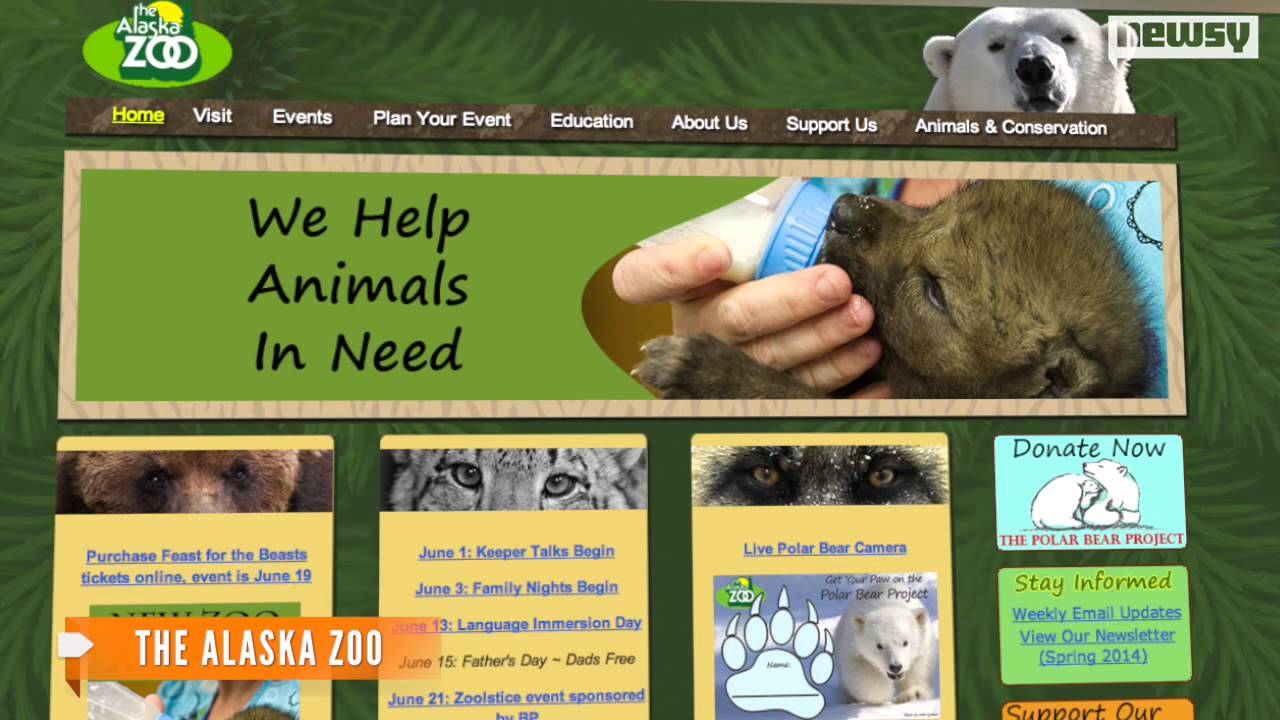 Injured Wolf Pups Rescued From Alaska Forest Fire