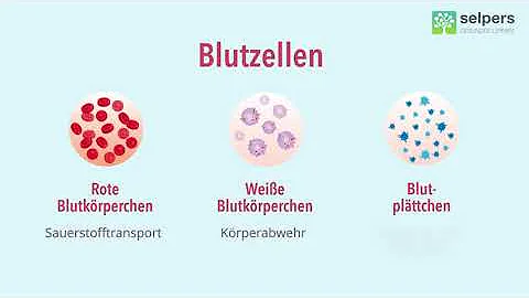 Welche Blutzellen gibt es und wo werden sie gebildet?