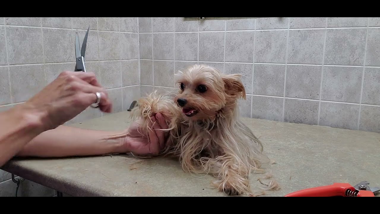 How to groom a matted dog, Yorkshire terrier, full grooming