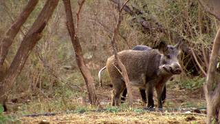 Laws and Free-For-Alls In The World Of Hog Extermination