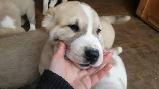 12 PUPPIES AFTER DINNER - MY PUPPY BROTHER ALABAY / very cute video