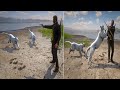 RDR2- All Animal Attack And Bite Animation Epic Wild Moments''Ep.12