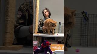 Lionsheart Raphael, British Shorthair at TICA with Judge Hisako Yamada by Lionsheart Cattery 77 views 1 year ago 1 minute, 20 seconds