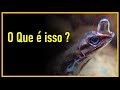 O ÚNICO VERTEBRADO CAPAZ DE FAZER ISSO...(Lagarto Anolis da Costa Rica)