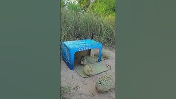 Creative DIY Technique Bird Trap With Cardboard - Quail Trapping #shorts #youtubeshorts #ytshorts