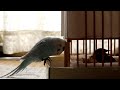 かんちゃんという誇り高き野生の雀がいました。