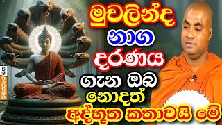 මුචලින්ද නාග රාජයා ගැන ඔබ මේ කාරණා කලින් අහලා නැතිව ඇති | Koralayagama saranathissa thero bana 2024