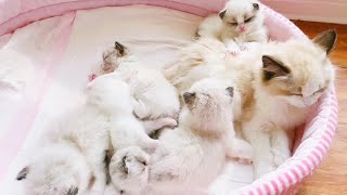 Mother cat plays with her cubs, it’s so healing to watch! #ragdoll #cutecat