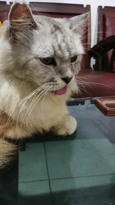 woy bulu-bulu lagi santai kawan #dj #cover #cat #kucing #jogja #yogyakarta