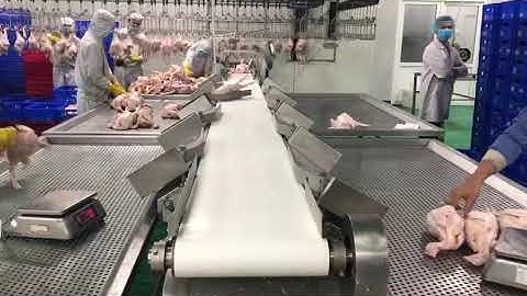 whole chickens weight sorting machine & weighing grader equipment