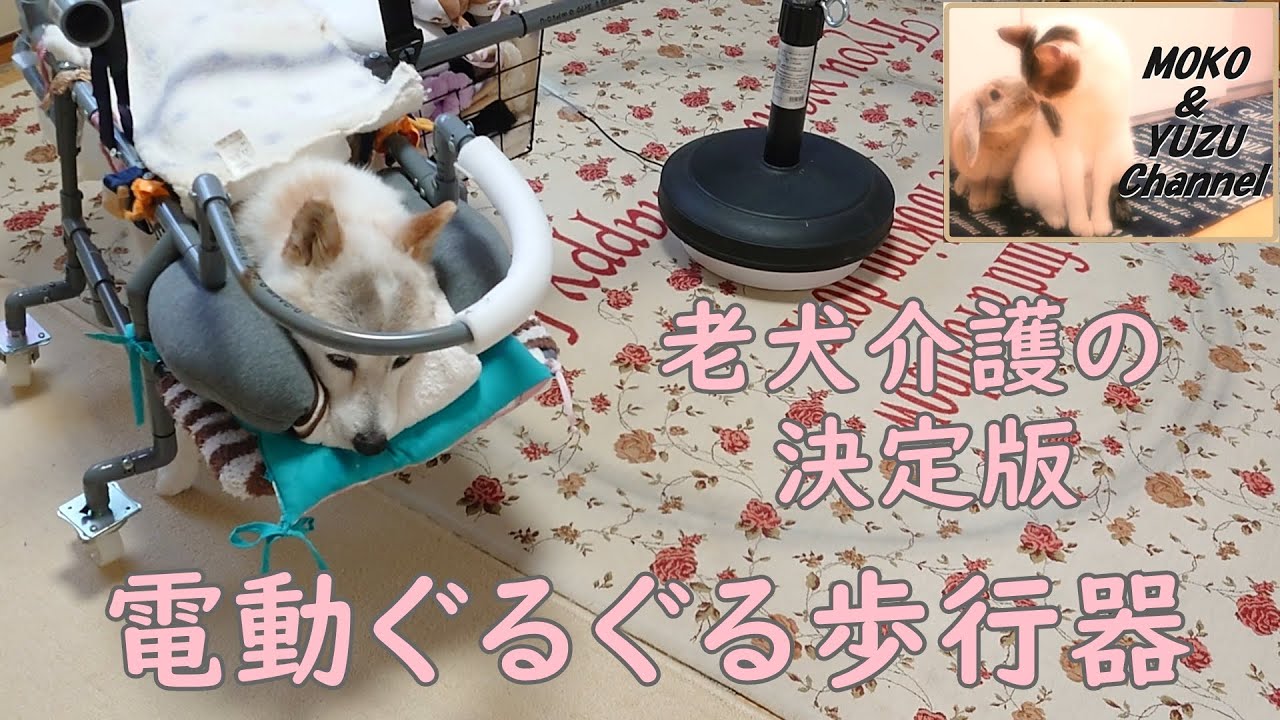 老犬介護】電動アシスト付きぐるぐる歩行器 - YouTube