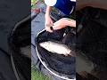 КАРП ЗЕРКАЛЬНЫЙ РЫБАЛКА НА ПЛАТНОМ ОЗЕРЕ .#shorts #fishing #carp