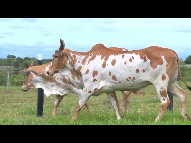 LOTE 14   10938 9401 mp4