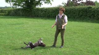 Training young German shorthaired Pointer early stop whistle training