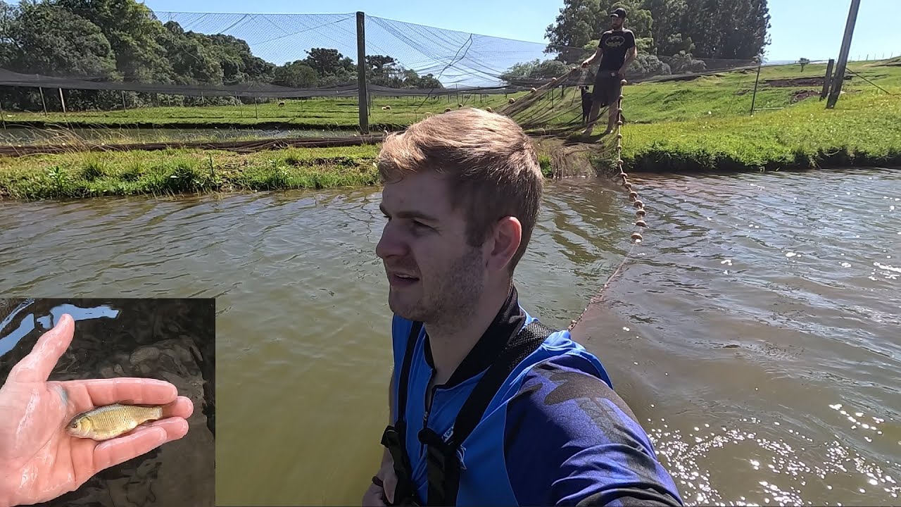 Veja como estão as carpas capim da reprodução de outubro