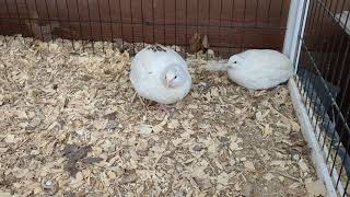 Trading Quail! Part 2