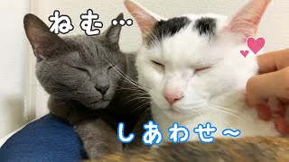 ママの動画編集を妨害する平和な猫たち
