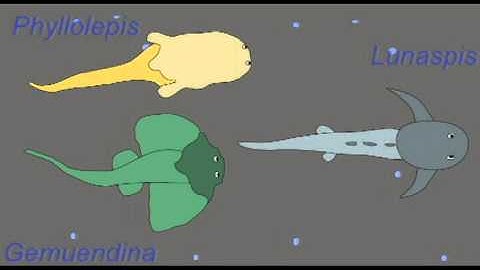 PL1: FOSSIL FISH: PLACODERM INTRO