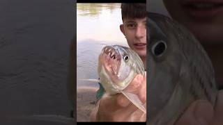 Tigerfish Strike Instant Hit!. Outdoors  &amp; Adventure