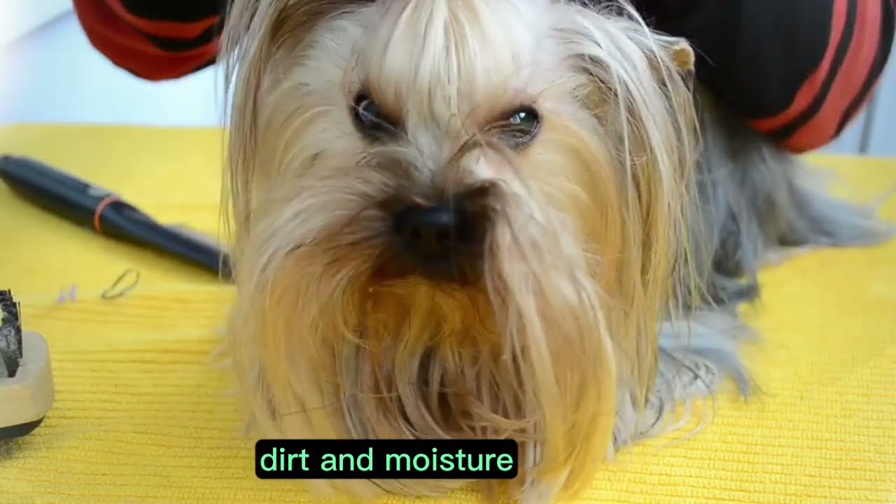 Reasons Why Labrador Puppy Hair Fall How to Stop Labrador Puppy Hair