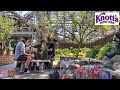 Knott’s Berry Farm Chicken Lunch! Outdoor Dining + Reopening Details & Berry Market Merch Search!