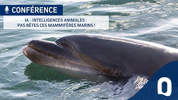 Conférence -  IA – INTELLIGENCE ANIMALE : pas bêtes ces animaux !