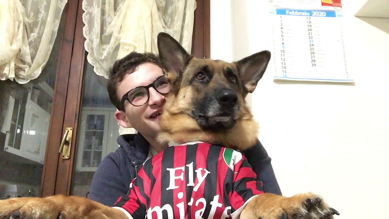 Pettorina ufficiale MILAN Football per cani - Squadre di calcio Serie A -  MILAN calcio - Maglie squadre di calcio - Abbigliamento per Cani