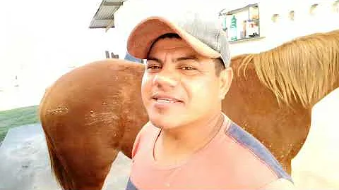 O que fazer para o pelo do cavalo brilhar?