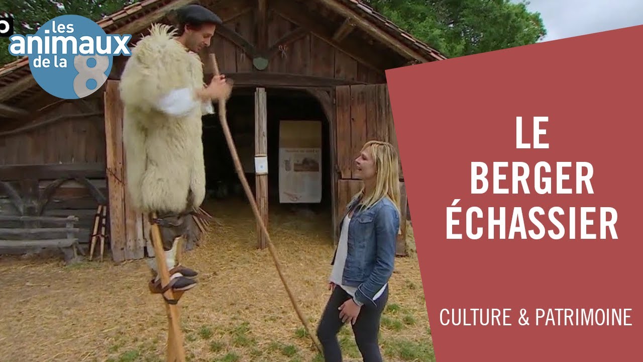 Berger échassier : une tradition oubliée - Les Animaux de la 8