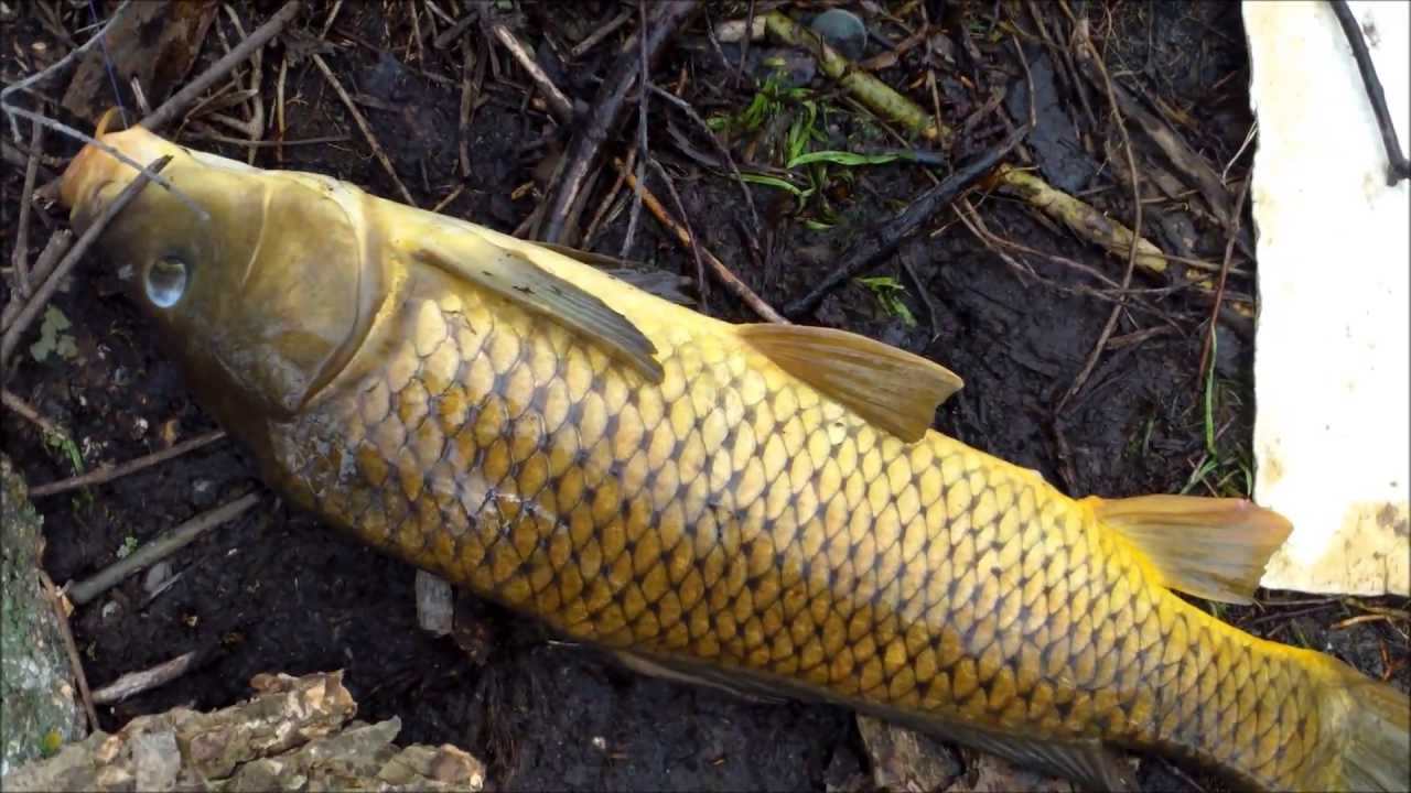 Bullhead, Carp and a sucker? 