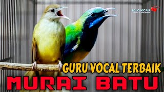 🔴KOMBINASI MAUT❗ GURU VOCAL TERBAIK - CUCAK CUNGKOK, KAPAS TEMBAK cocok buat murai batu, cucak ijo