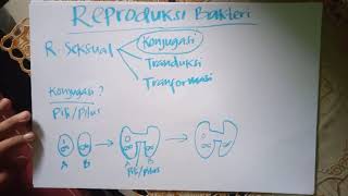 Reproduksi Seksual Bakteri (Konjugasi)