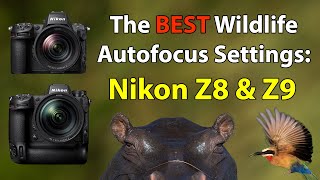 The Ultimate Nikon Z8 And Z9 AF Setup Guide For Wildlife Photography