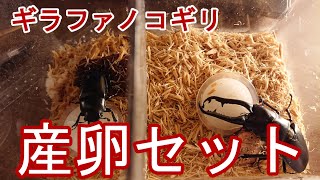 【初心者向け】「産卵マットだけで作るギラファの産卵セット」ギラファノコギリ＃１