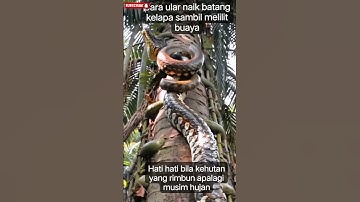 Crocodiles become food for the most terrifying creatures #shortvideo #python #crocodile #viralvideo