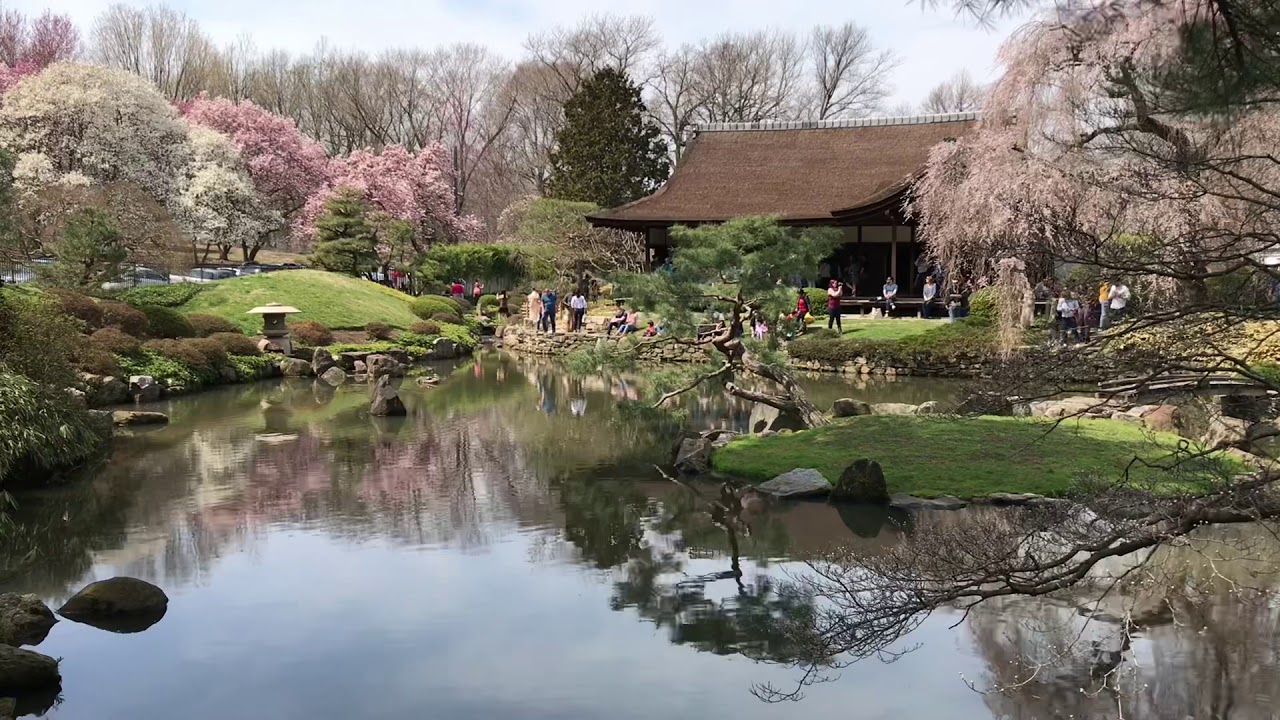 Sakura blossoming at Sofuso Japanese Tea House and Garden in