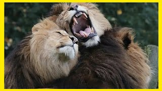 LION COMPILATION - LION ATTACK - BABY LION - KING OF THE JUNGLES by Fifty Shades of Cats 527 views 3 years ago 10 minutes, 10 seconds