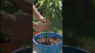 🥭 DIY Mango Bucket Orchard! 🥭 Grow a Fruiting Mango Tree in a Small Backyard!#mangogarden