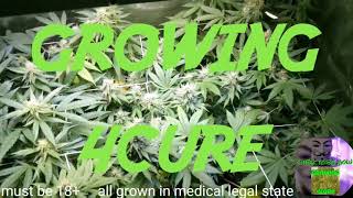 Super Silver Haze day 32 flower - Cheap Budget Marijuana grow tent