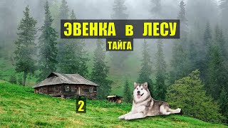 ЗИМОВЬЕ ИЗБА в ТАЙГЕ ДОМ в ЛЕСУ ТАЁЖНЫЕ ИСТОРИИ из ЖИЗНИ ОХОТА ЖИВОТНЫЕ ПРИРОДА АУДИОКНИГА СЕРИАЛ 2
