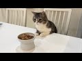 「待て」と言ったまま部屋から出て行ってみたら猫の反応がかわいすぎたw