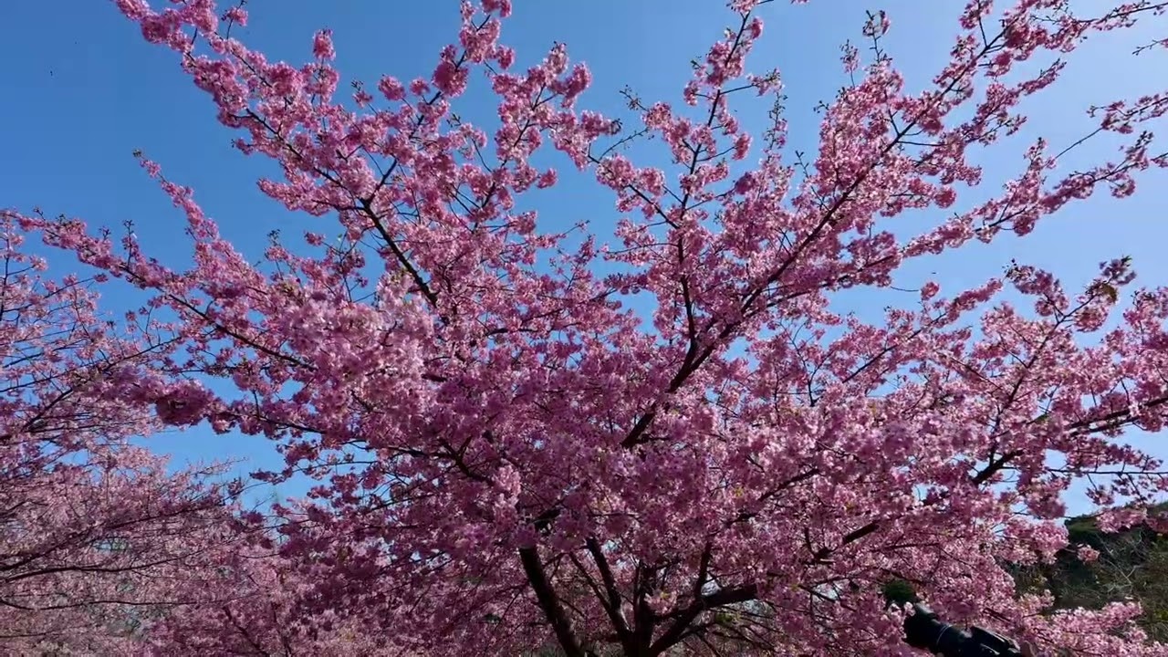 西海橋公園の河津桜