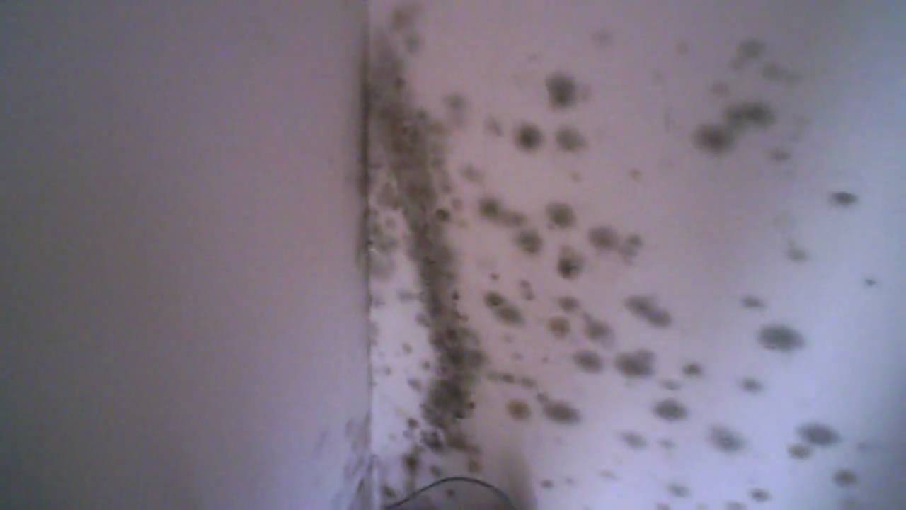Mold In Closet Mikerogerthat Youtube