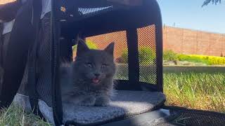 Vceoa Carriers Soft-Sided Pet Carrier for Cats screenshot 1