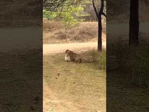 leopard 🐆 attack on dog #viral #facts #animals #youtubeshorts #pets #news #shortsfeed #leopard #new