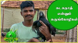 Brief Description About Black Meat Chicken IN Vivasaya Ulagam / கடக்நாத் என்னும் கருங்கோழிகள்