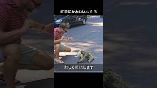 道路にかわいい厄介者