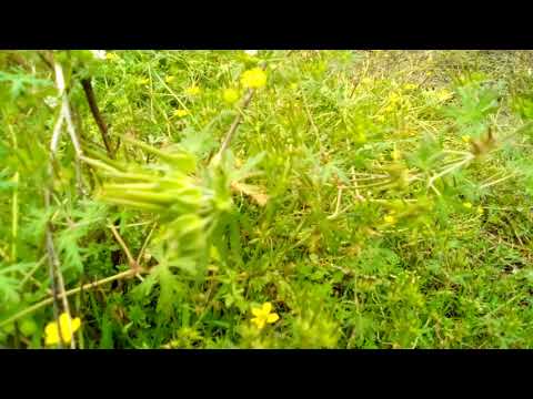 Video: Carolina Cranesbill Care: Cómo cultivar plantas de geranio de Carolina