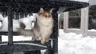 Maine coon cats discovering snow for the first time